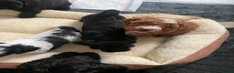 Lhasapoo dogs for sale: Gorgeous Lhasopoo puppies in Rochdale - Advert 5