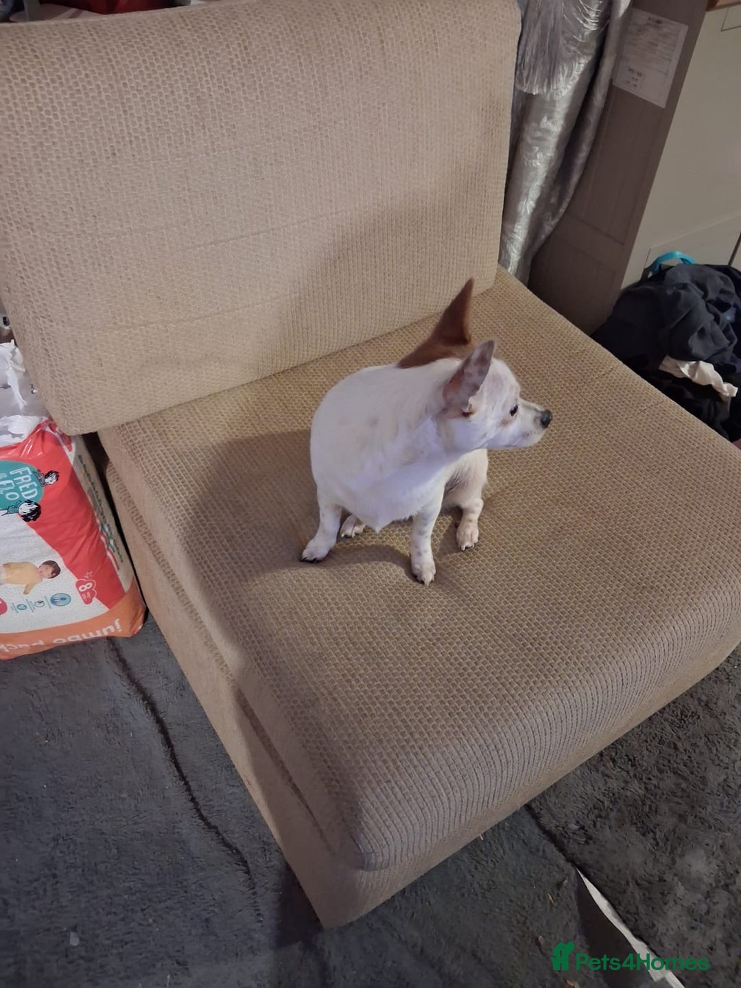 Mixed Breed dogs for sale: Brown and white female puppy - Advert 2