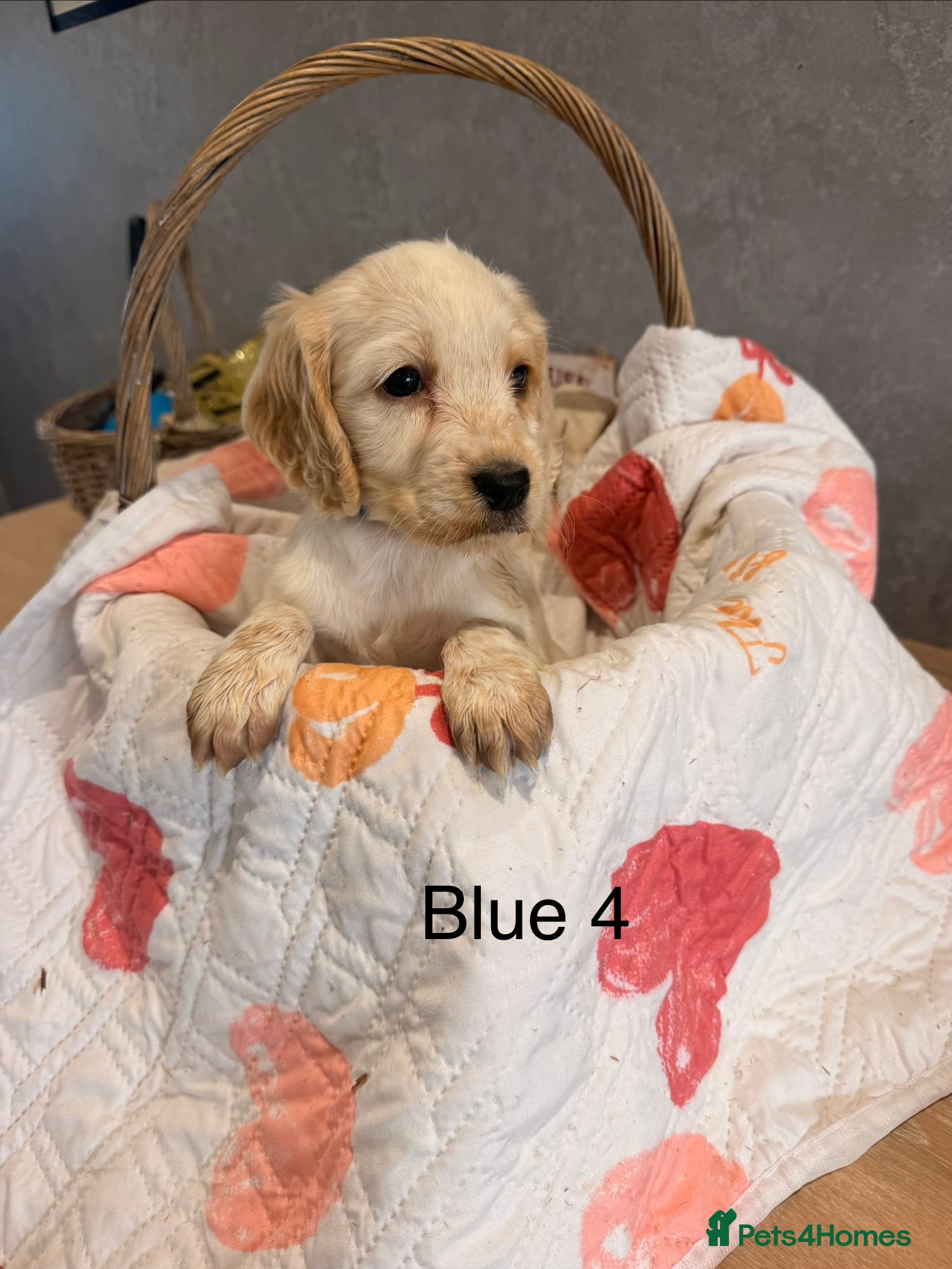Cocker Spaniel dogs Cocker spaniels puppies  - Advert 2