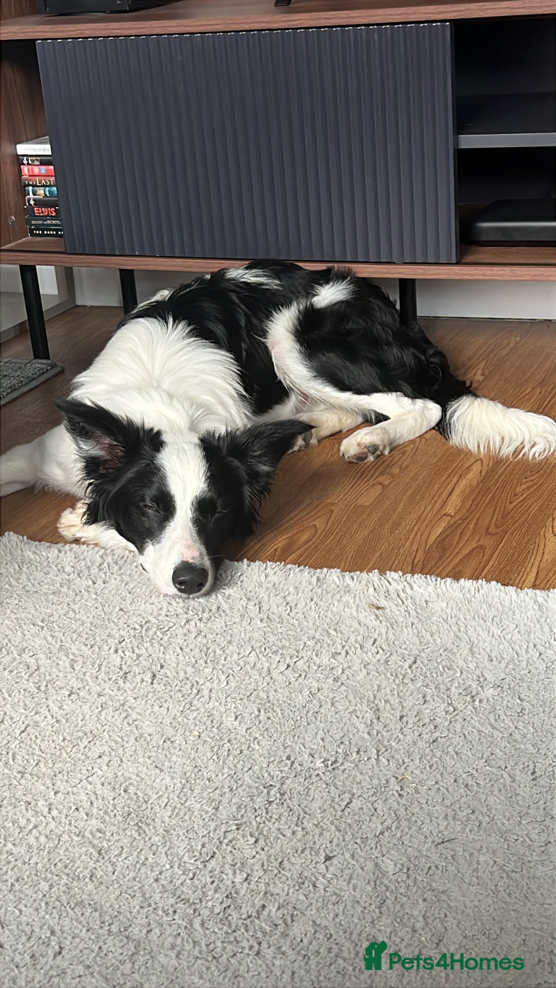 Border Collie dogs for sale: Male boteder collie nearly 1. Max - Image 3