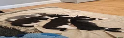 Mixed Breed cats for sale: Beautiful kittens for sale in Buckley - Advert 11