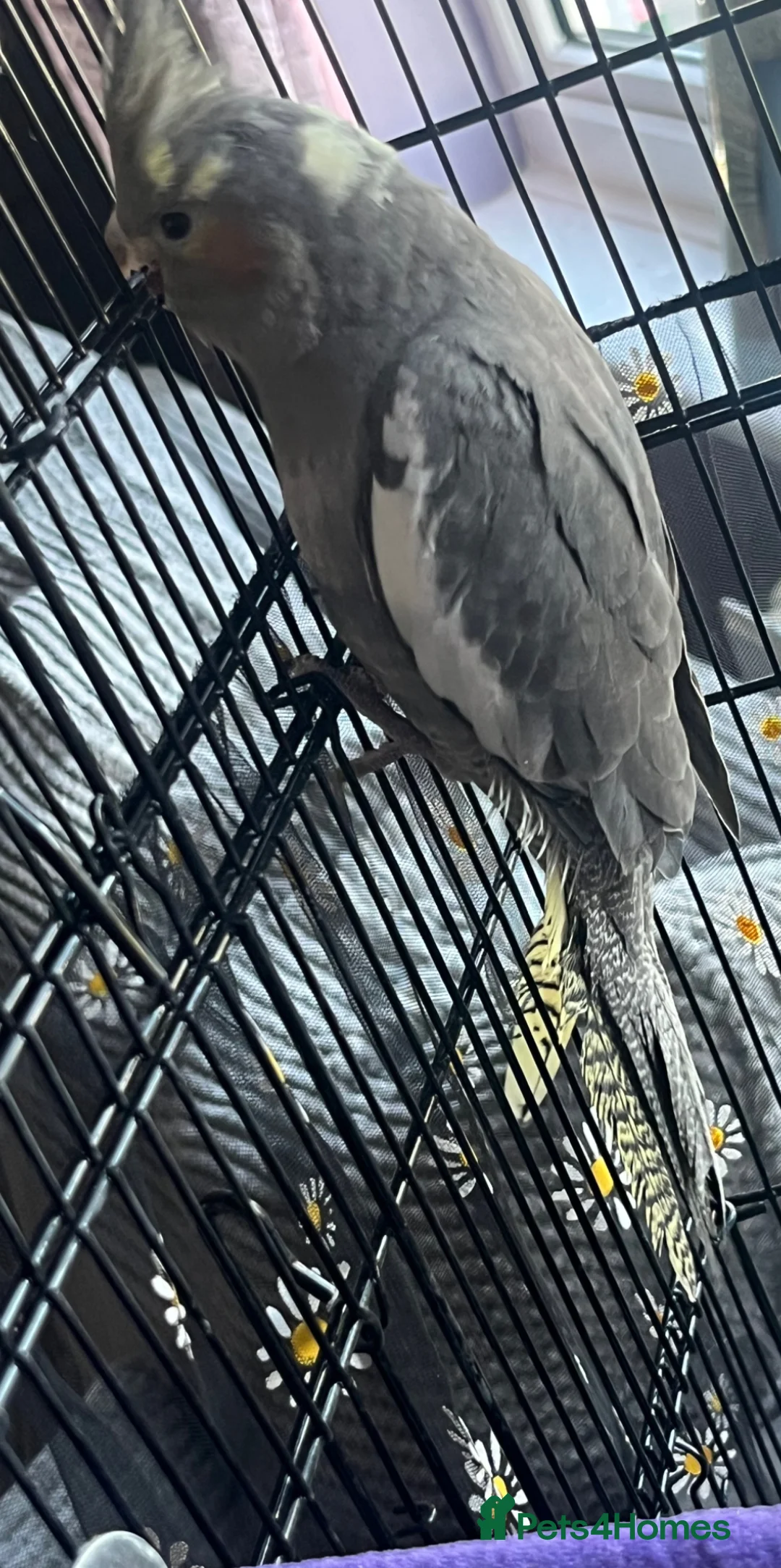 Cockatiels birds for sale: Baby cockatiel - Advert 1