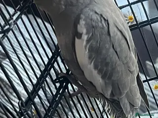 Cockatiels birds Baby cockatiel - Advert 1