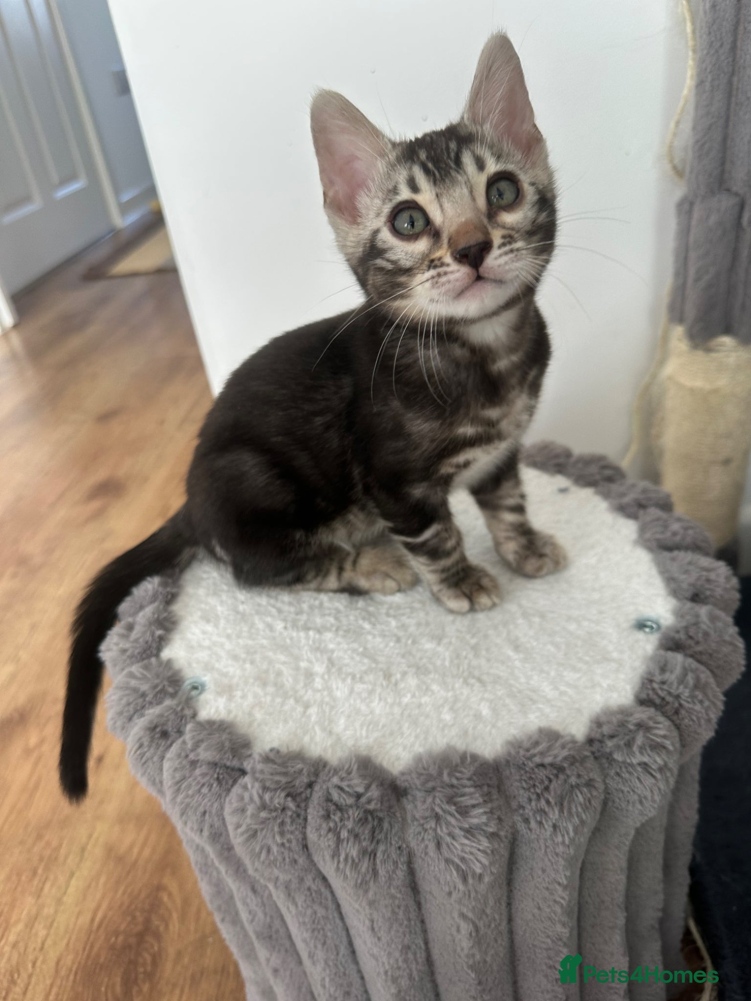 Bengal Kitten 1