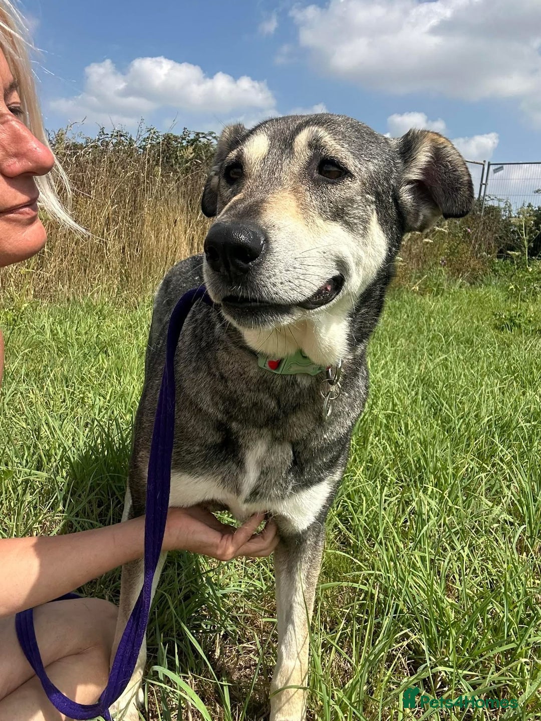 Mixed Breed dogs for adoption: Shirley - Norwich Norfolk  - Image 5