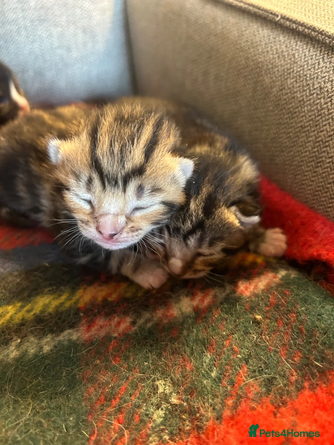 Mixed Breed cats for sale: Beautiful kittens x 3  - Advert 1