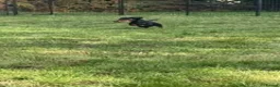 Miniature Dachshund dogs for sale: Female Black and Tan Smooth Hair Mini Dachshund - Advert 6