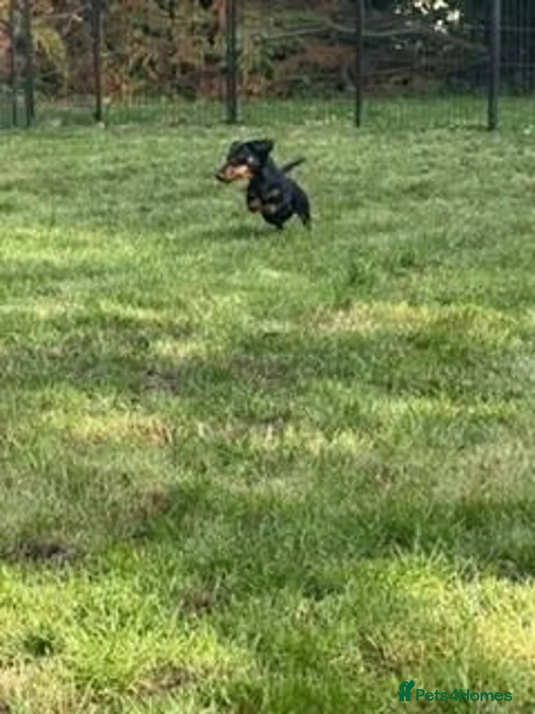 Miniature Dachshund dogs for sale: Female Black and Tan Smooth Hair Mini Dachshund - Advert 6