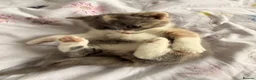 Mixed Breed cats for sale: Stunning Kittens for loving new homes - Advert 7