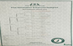 Golden Retriever dogs for sale: KC Golden retriever for sale - Advert 8