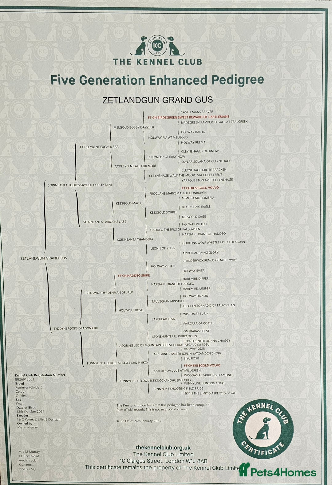 Golden Retriever dogs for sale: KC Golden retriever for sale - Advert 8