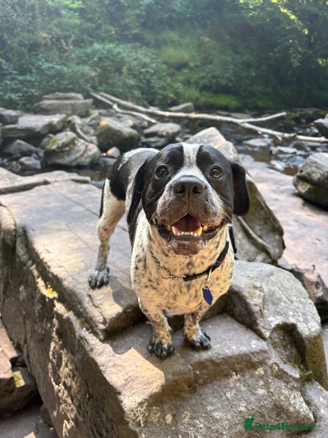 Mixed Breed dogs for sale: Looking for a forever home - Advert 2