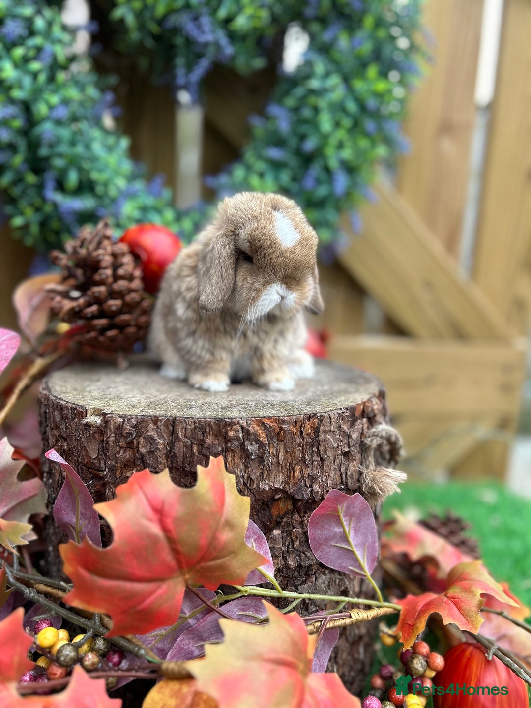 Mini Lop rabbits for sale: ⭐ PEDIGREE MINI LOP BABY BUNNIES ⭐  - Advert 27