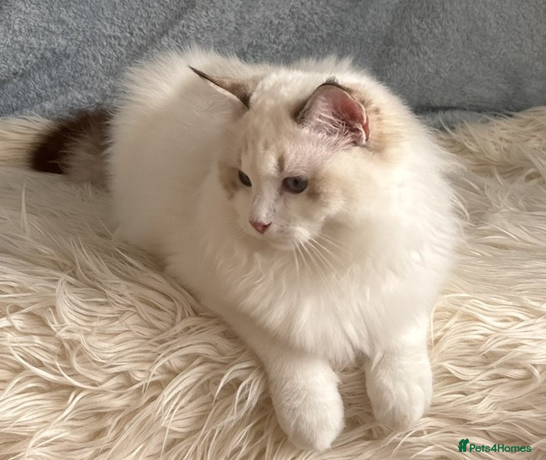 Ragdoll cats for sale: Playful Pedigree Ragdoll Kittens Available - Advert 23