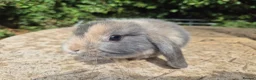 Mini Lop rabbits for sale: 🍓Gorgeous mini lop babies 🍓 - Advert 9
