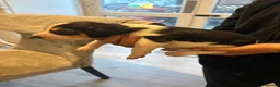 Beagle dogs for sale: Beagle pups in Bradford - Advert 19