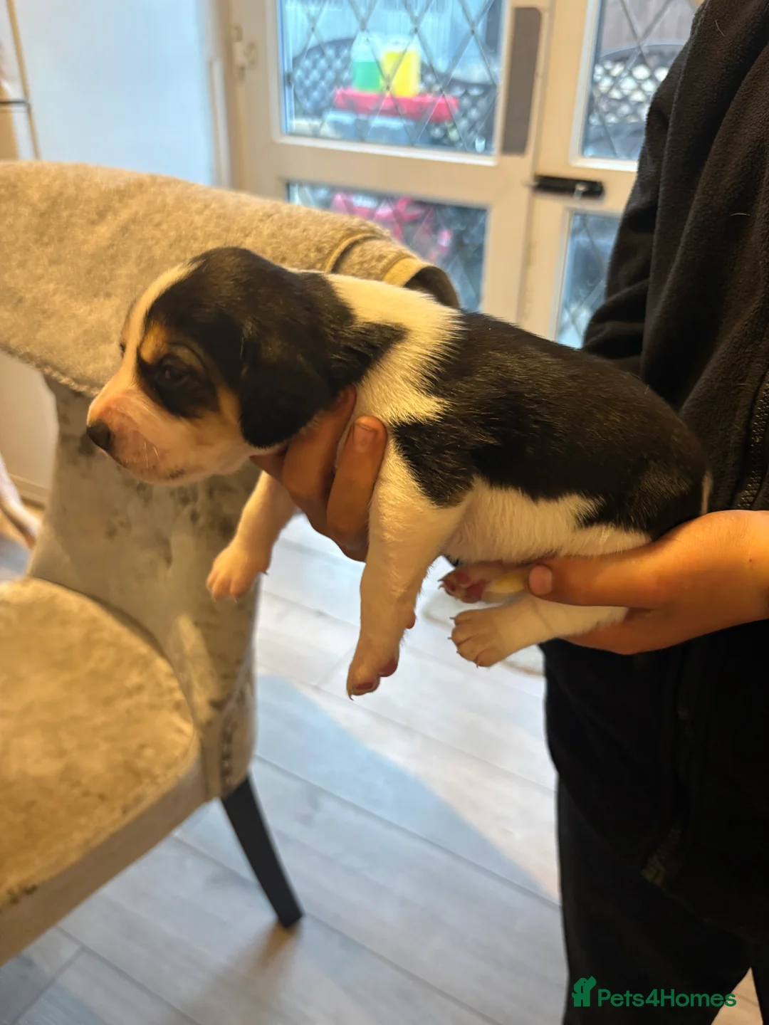 Beagle dogs for sale: Beagle pups in Bradford - Advert 19