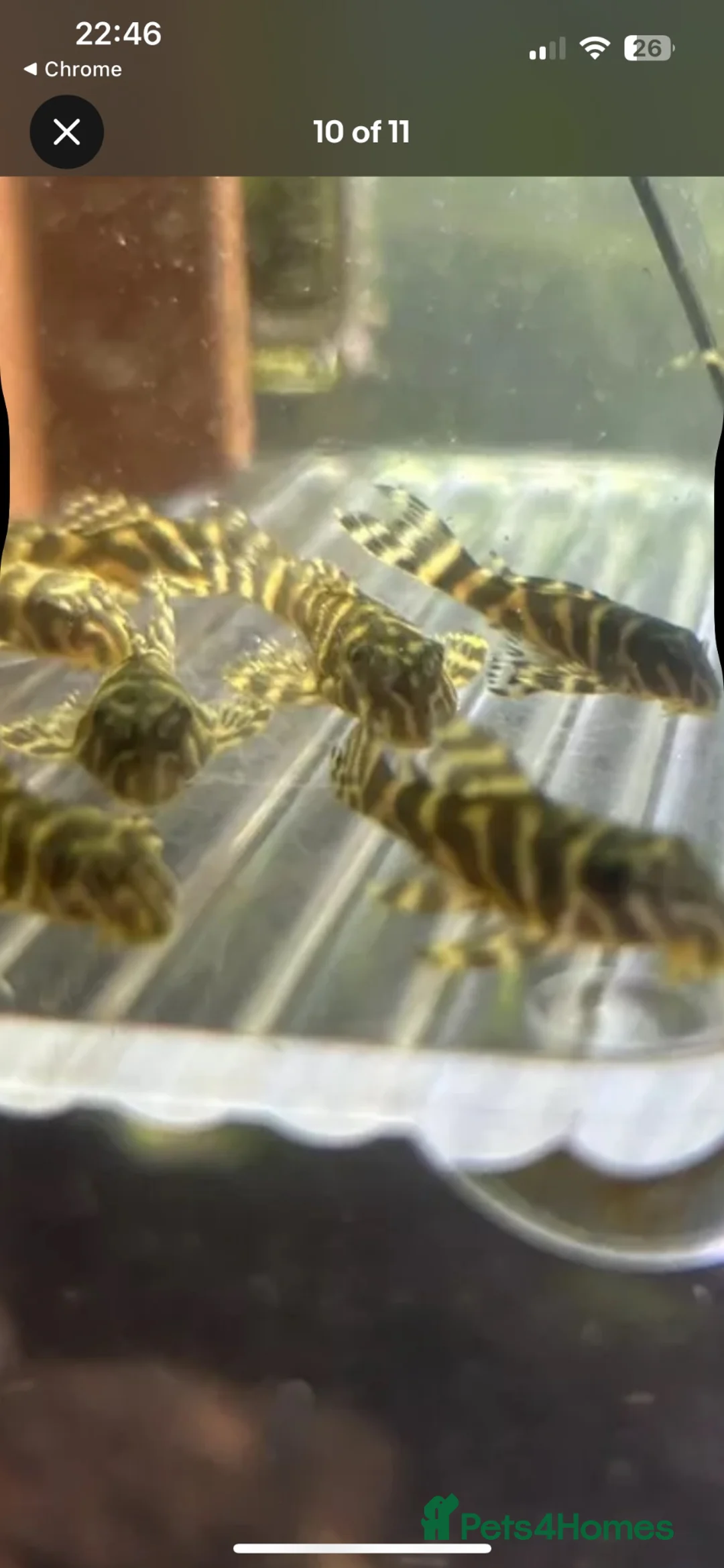 Plecos fish for sale: L333 King Tiger Goldline Plecos. Standard grade.  - Advert 1