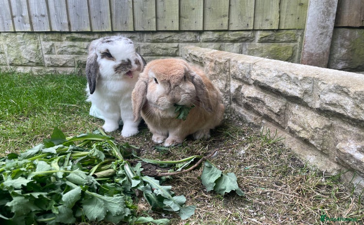 Mini Lop rabbits - Advert 7