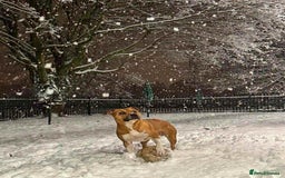 American Bull Staffy dogs for stud: Beautiful staff cross for stud  - Image 5