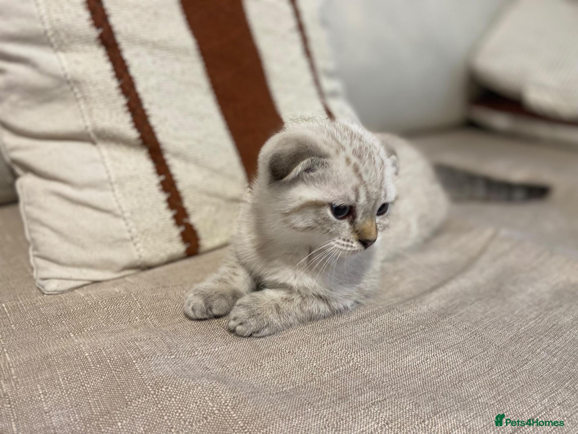 Scottish Fold cats 🐾Cute🐱 Scottish fold and Scottish straight🐱🐾 - Advert 2
