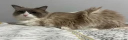 Ragdoll cats for sale: Beautiful male ragdoll  in Luton - Advert 5