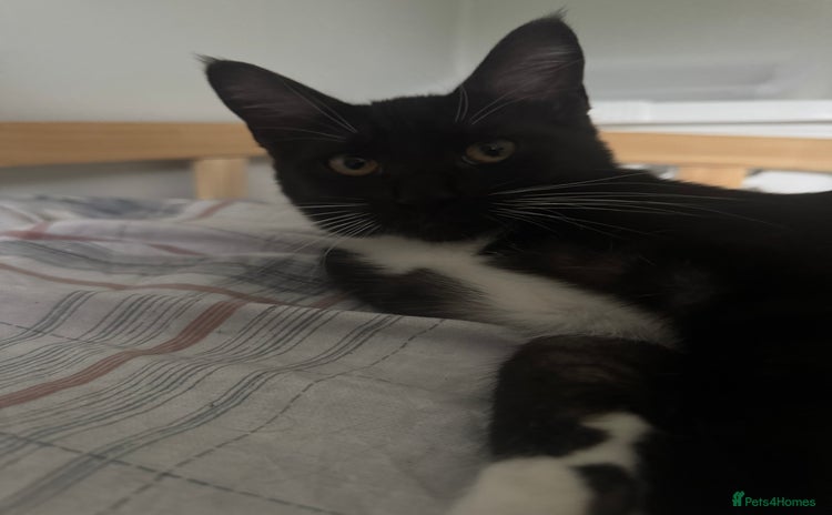 Maine Coon cats for sale - Advert 2