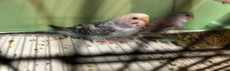 Budgerigars birds for sale: Budgies for Sale, all in good health  - Advert 5