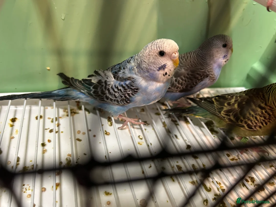 Budgerigars birds for sale: Budgies for Sale, all in good health  - Advert 5