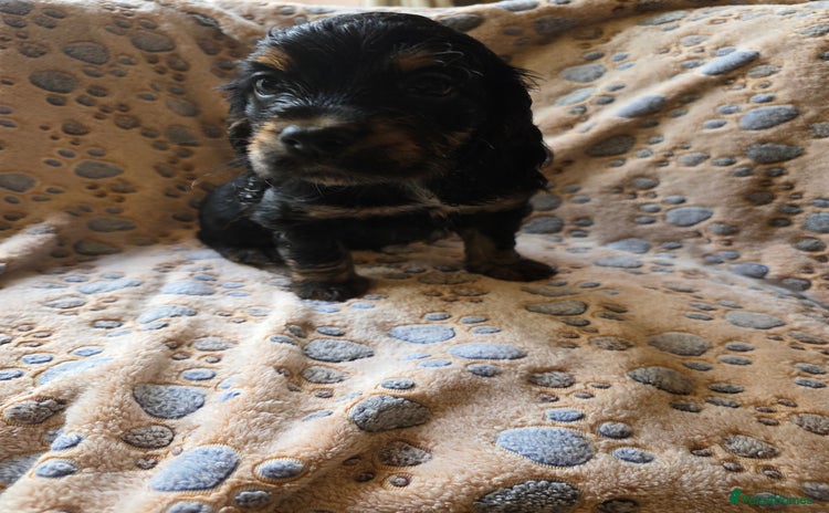 Cocker Spaniel dogs Beautiful cocker spaniel pups ready in one week - Advert 16