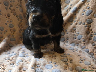 Cocker Spaniel dogs Beautiful cocker spaniel pups ready in one week - Advert 18