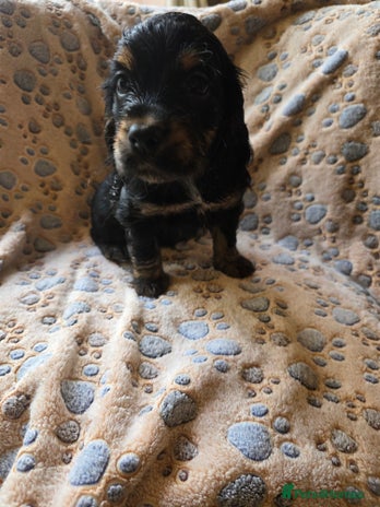 Cocker Spaniel dogs Beautiful cocker spaniel pups ready in one week - Advert 16