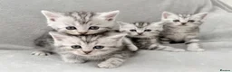 Persian cats for sale: Gorgeous chinchilla persian x Maine coon kittens  - Advert 5