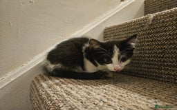 Abyssinian cats for sale: 4 Kitten - Image 7