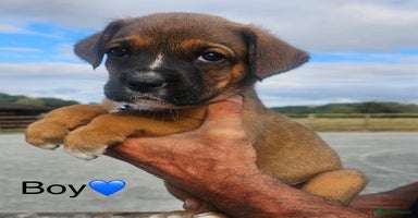 Boxer dogs - Advert 12