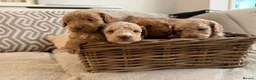 Cockapoo dogs for sale: ⭐⭐OUTSTANDING COCKAPOO PUPPIES⭐⭐ in Melton Mowbray - Advert 5