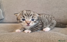 Mixed Breed cats for sale: Ragdoll x kittens x 2  - Image 5