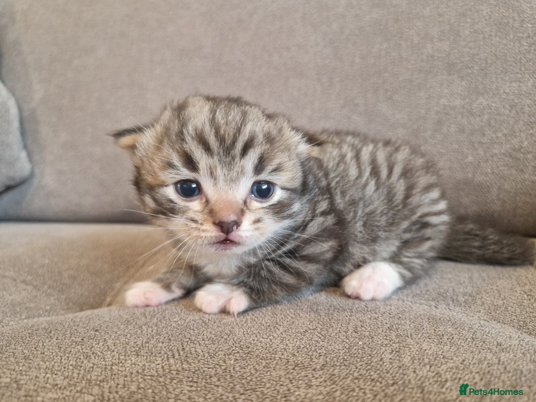 Mixed Breed cats for sale: Ragdoll x kittens x 2  - Image 5