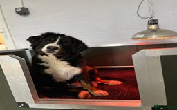 Mixed Breed dogs for sale: Merle & Tricolour Australian Mountain Dog Puppies - Image 10