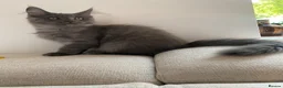 Maine Coon cats for sale: TICA Registered Maine Coon Kitten Female  - Advert 10