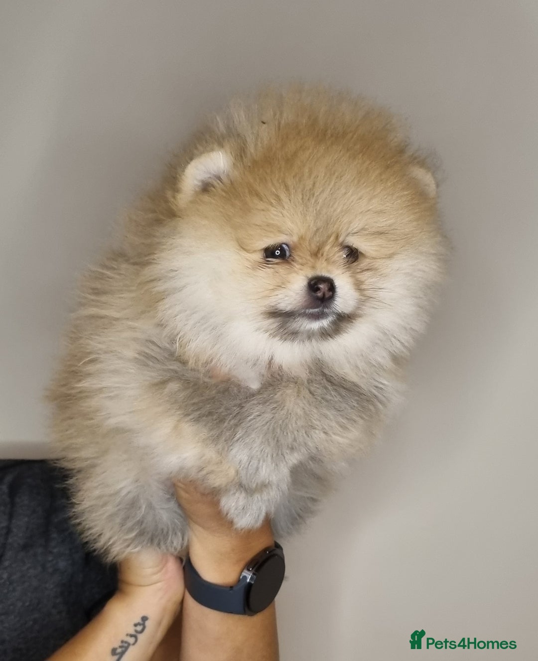 Pomeranian dogs for sale: CHAMPION BLOODLINE 3 female 1 male - Image 24