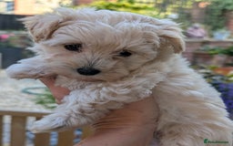 Maltipoo dogs for sale: Last Beautiful tiny female puppy available  - Image 11