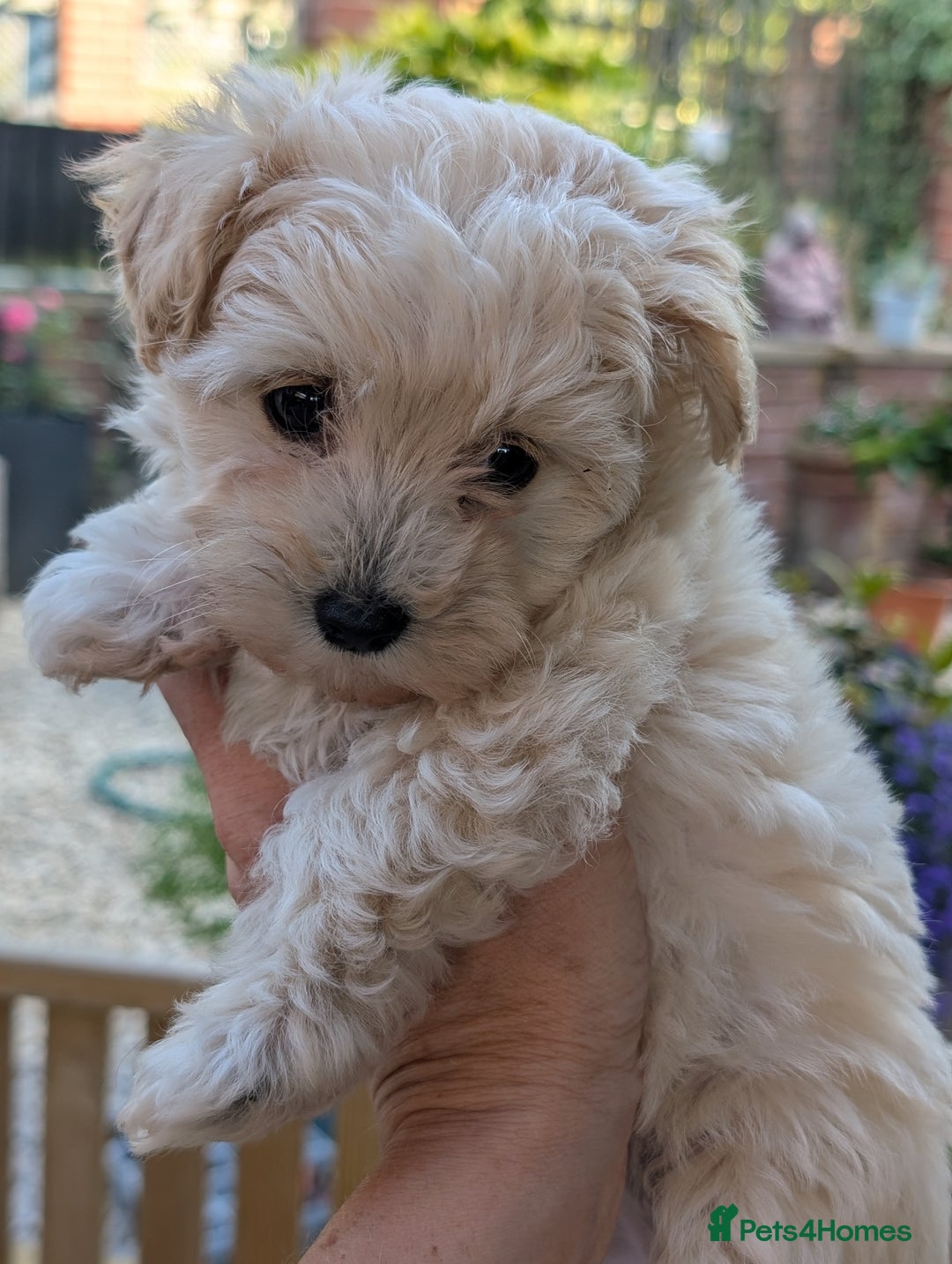 Maltipoo dogs for sale: Last Beautiful tiny female puppy available  - Image 11