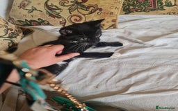 Mixed Breed cats for sale: Cute kittens for sale with goodie bag - Image 11