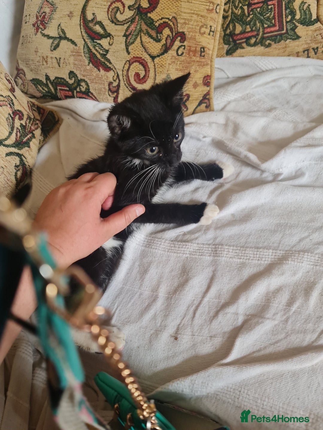 Mixed Breed cats for sale: Cute kittens for sale with goodie bag - Image 11