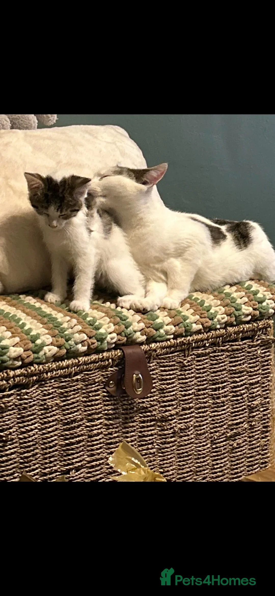 Mixed Breed cats for sale: Beautiful white & grey kitten ready to leave now  in Lowestoft - Advert 7