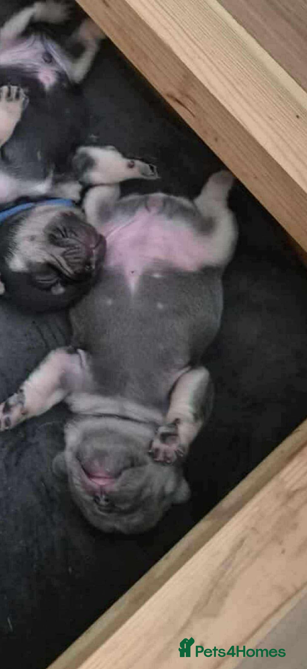 French Bulldog dogs for sale: Beautiful litter of French bulldog pups DWKC  - Advert 11