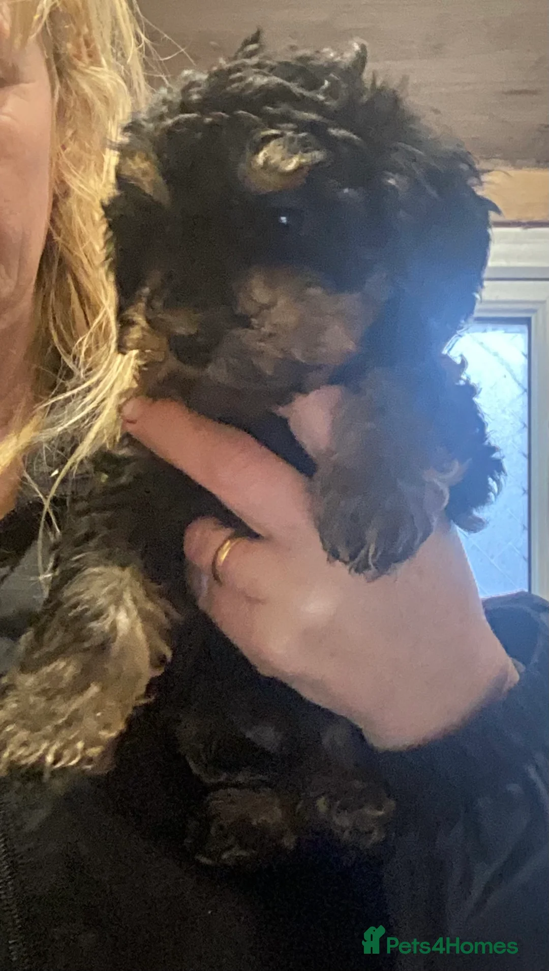 Doxiepoo dogs for sale: Beautiful toy poodle 3/4 puppies - Advert 7