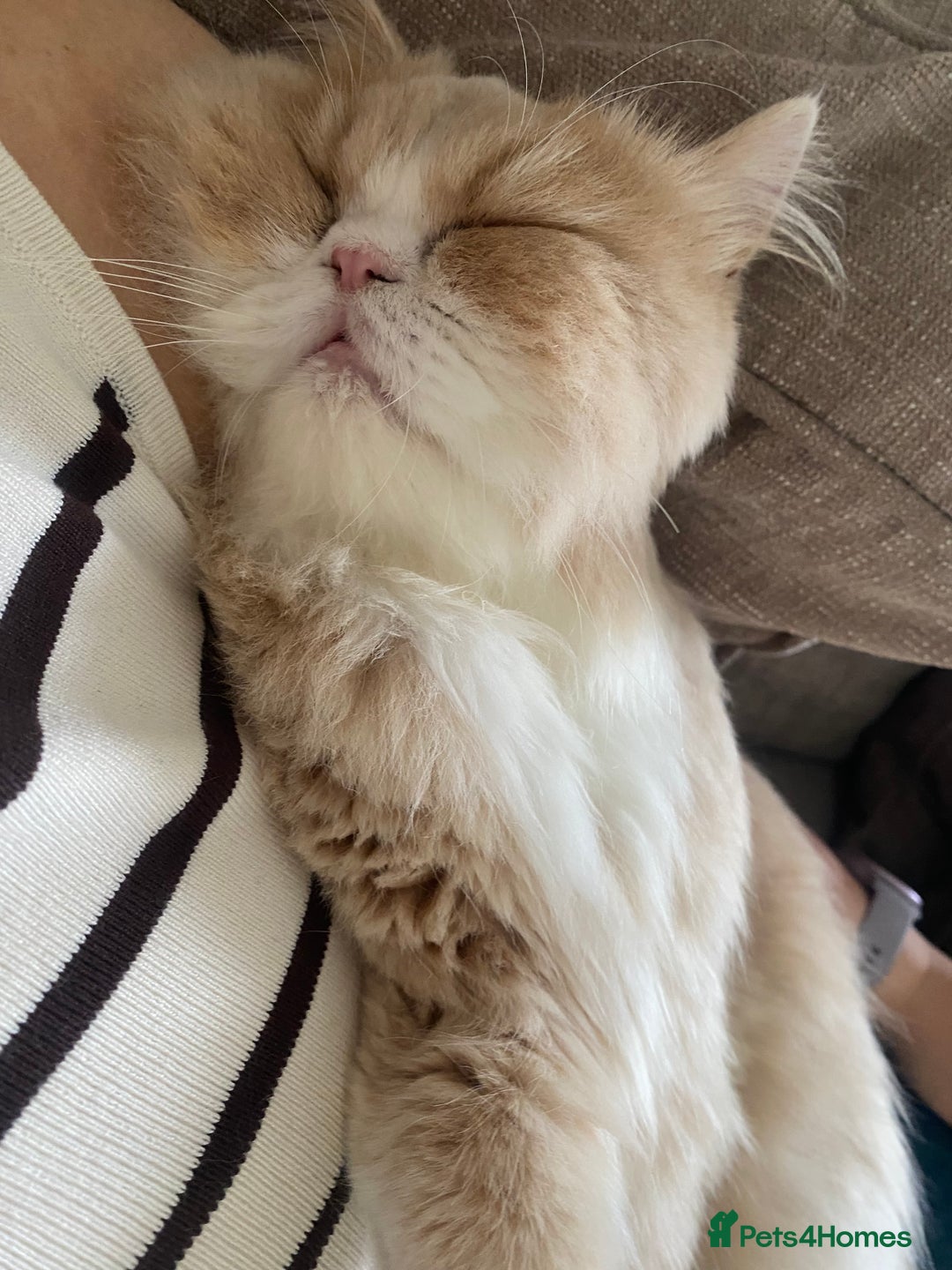 Persian cats for sale: Alvin - Advert 5