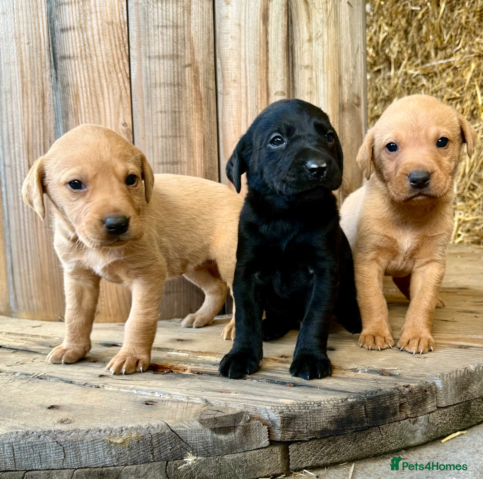 Labrador Retriever dogs for sale: Stunning fox red and yellow labradors - Advert 5